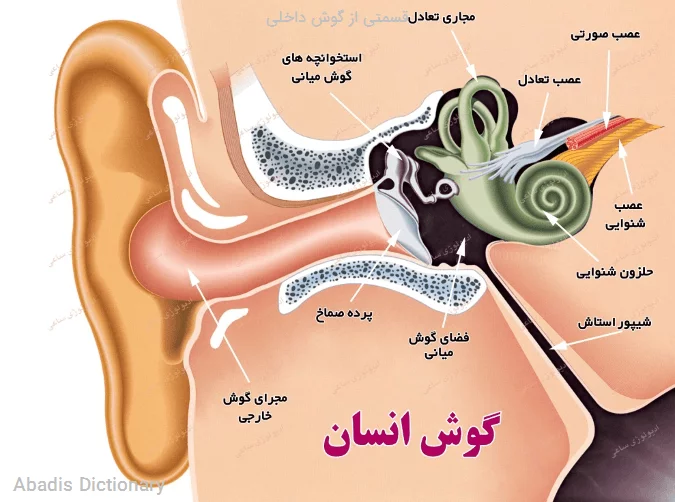 قسمتی از گوش داخلی